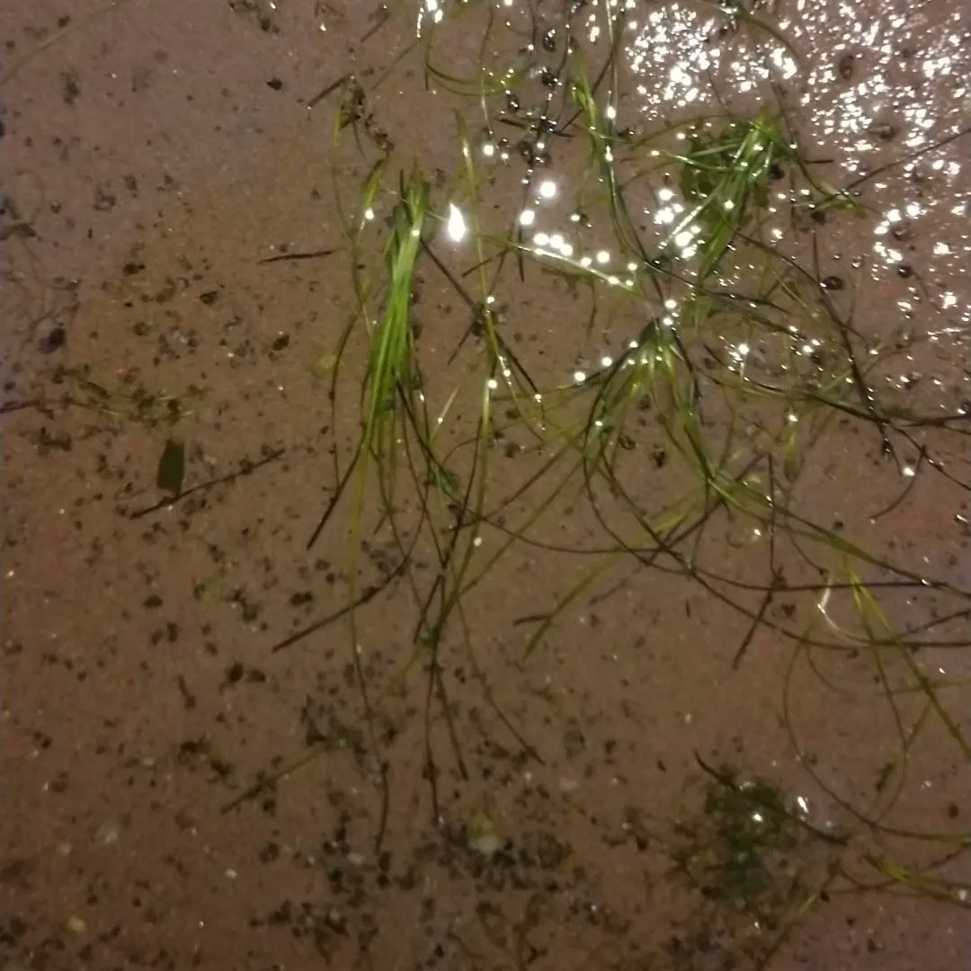 Yesterday evening #seashore walk was actually all about starting to map out the #dwarfeelgrass that grows in #CardrossBay. I have an idea of its extent here but as a community starting to monitor it will be good to add some more specific data. #seagrass