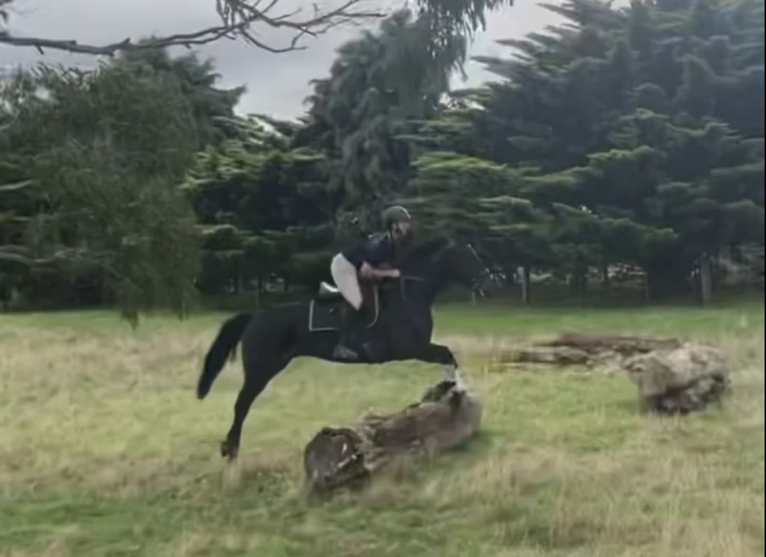 beyondracingtb's tweet photo. Lovely boy Shadow has been rehomed💜. Shadow was retrained by Lou Abey. He is a 5yo standardbred ex trotter and is part of the fabulous @HRVHERO program. Shadow has found a great home in the High Country (Victoria) where he will join a trail riding team. @aus_exracehorse #OTT https://t.co/PdTI4Ytu6a