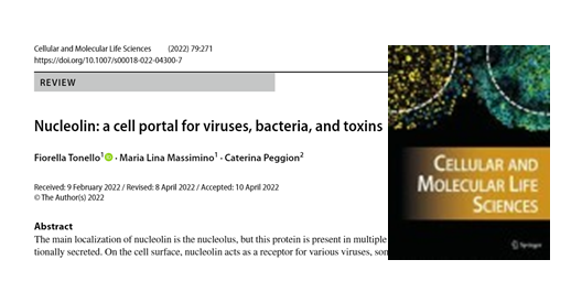 ftonello's tweet photo. Tweet: Read my latest #research on #nucleolin #virus #bacterialinfections #snaketoxins @SpringerNature in Cellular and Molecular Life Sciences @EUVENAction @CNRsocial_ @UniPadova https://t.co/46tUgBufDq