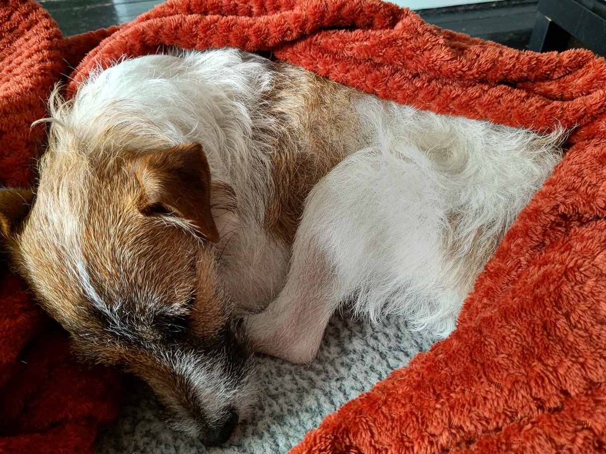 EljonEljon's tweet photo. How to completely spoil a dog #jackrussell #dog #pets #untrainable https://t.co/Q38hyJoil3