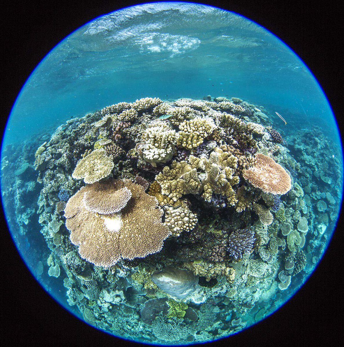 Post-doc position at University of Queensland for computational biologist applying their skills to conservation of the Great Barrier Reef. Genuine search for someone with right to work here. Deadline 23 May. Potential to extend contract. tinyurl.com/47d2h83f