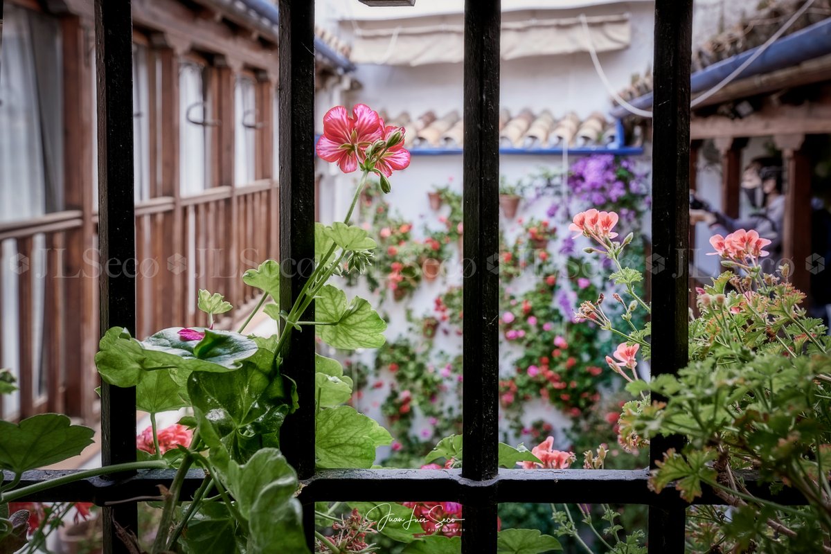 JLuisSeco's tweet photo. La Fiesta de los Patios de Córdoba... San Basilio 17, San Basilio 44, Postrera 28 y San Basilio 20.
@Cordoba_spain @CordobaESP @MencantaCordoba @VerCordoba @TurismoAndaluz @viveandalucia https://t.co/oyZ8cEqZSQ