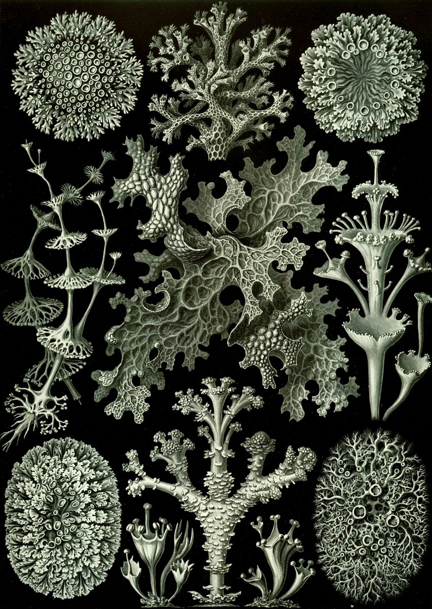 I'm sure most of you know it, but for those who don't: Ernst Haeckel's "Kunstformen der Natur" is a real gem.