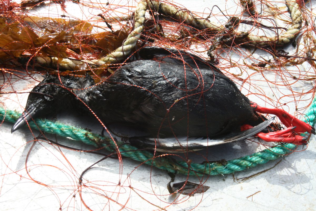 Signe_Dalsgaard's tweet photo. Seabird bycatch has been identified as a major threat to seabirds worldwide.
To establish sound #marine #conservation strategies there is an urgent need to rigorously estimate actual mortality rates and quantify impact of bycatch on population viability
#WSTC8 #FishSesh 2/14 https://t.co/UzexAryhYF
