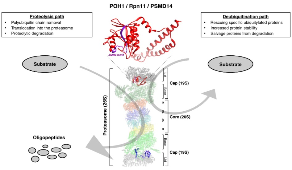 POH1/Rpn11/PSMD14: a journey from basic research in fission yeast to a prognostic marker and a druggable target in cancer cells Read for free: go.nature.com/3w2U8uV #Drugdevelopment #Molecularmedicine #Oncogenes