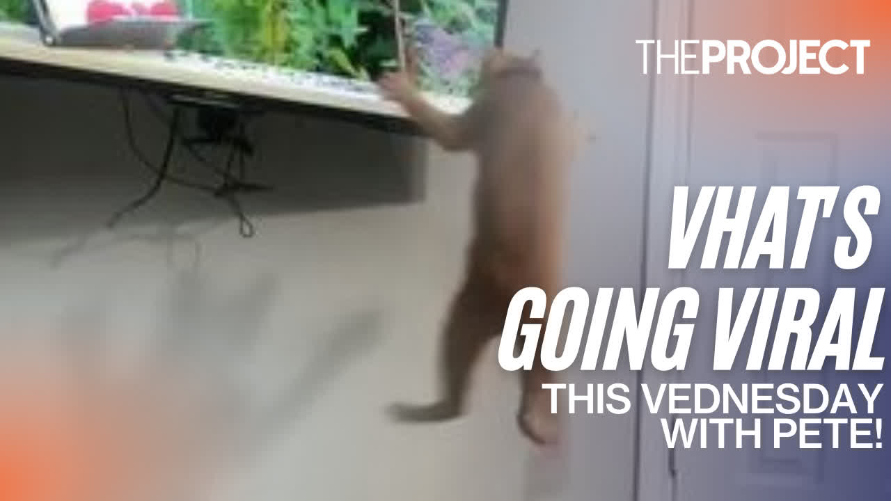 The Project on Twitter "Cats may be one of the best hunters in the