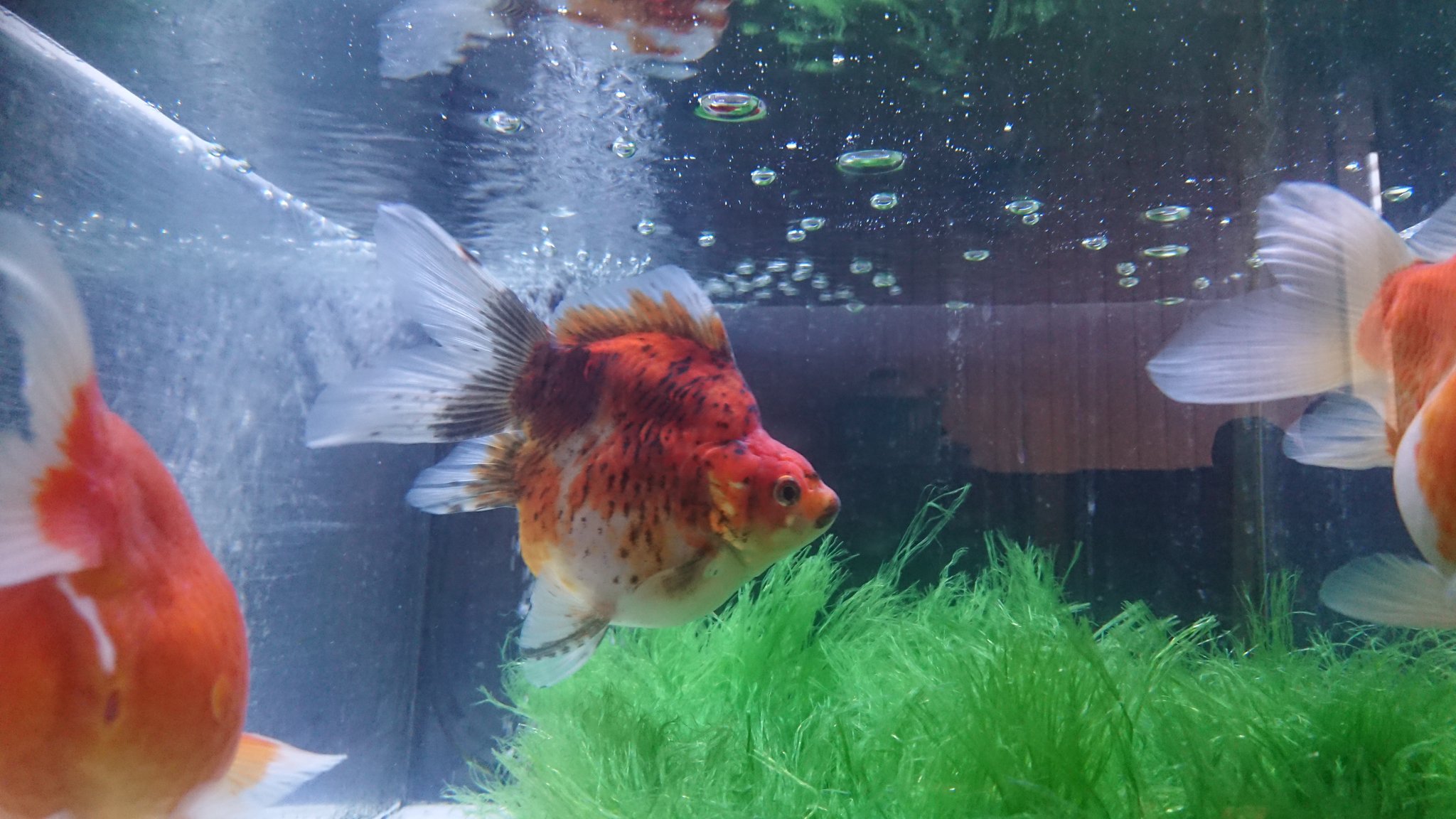 金澤金魚 早速追尾しだした T Co 17xznfv8l1 Twitter