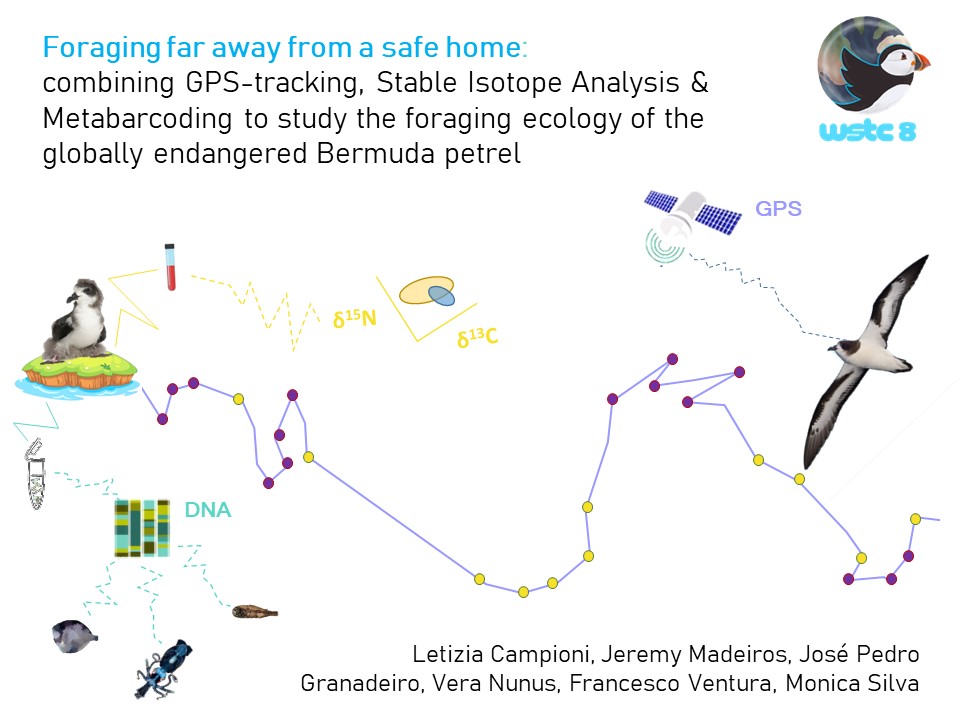 letiziacampion1's tweet photo. 1/4 #WSTC8 #ForSesh2 Gadfly #petrels is a group of seabirds of great #conservation concern that remained little understood. We combined different methods to study the foraging ecology of Bermuda #petrel (BP) during the breeding season (INC 🥚& CR 🐣) #TeamPetrel @cahowman https://t.co/lR7DFeylyB