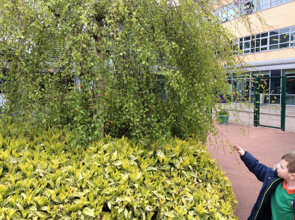 BA Primary tweet media