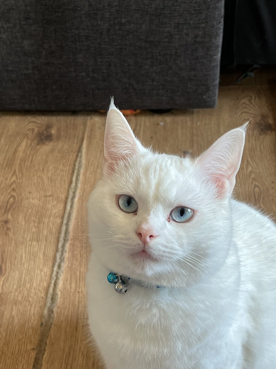 smileszee's tweet photo. Happy #gotchaday Baby Frankie (was actually yest) can’t believe how tiny my beautiful boy was. His deafness has not stopped him being a funny, mischievous mummy’s boy who loves @amazon bags &amp; 📦 especially 🤣 #deafwhitecat #DWC #cute #CatsOnTwitter #CatsOfTwitter #DeafwhiteCat https://t.co/CwJ9nYLxWR