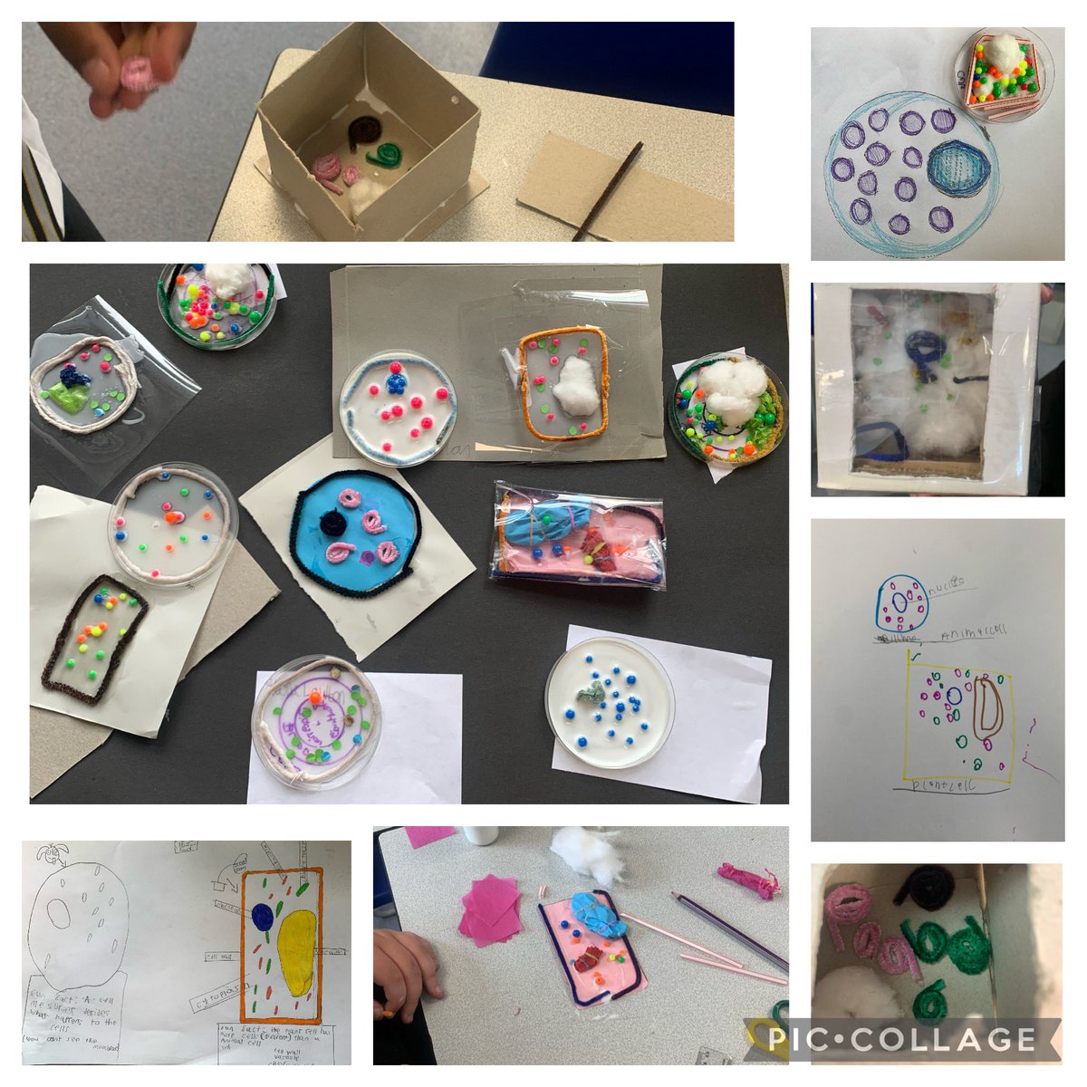 Castlefordsci's tweet photo. Pupils have been getting creative modelling animal &amp; plant cells at KS3 and cell division at KS4 #buildingblocksoflife #scienceisfun https://t.co/dYqTs29Rq3