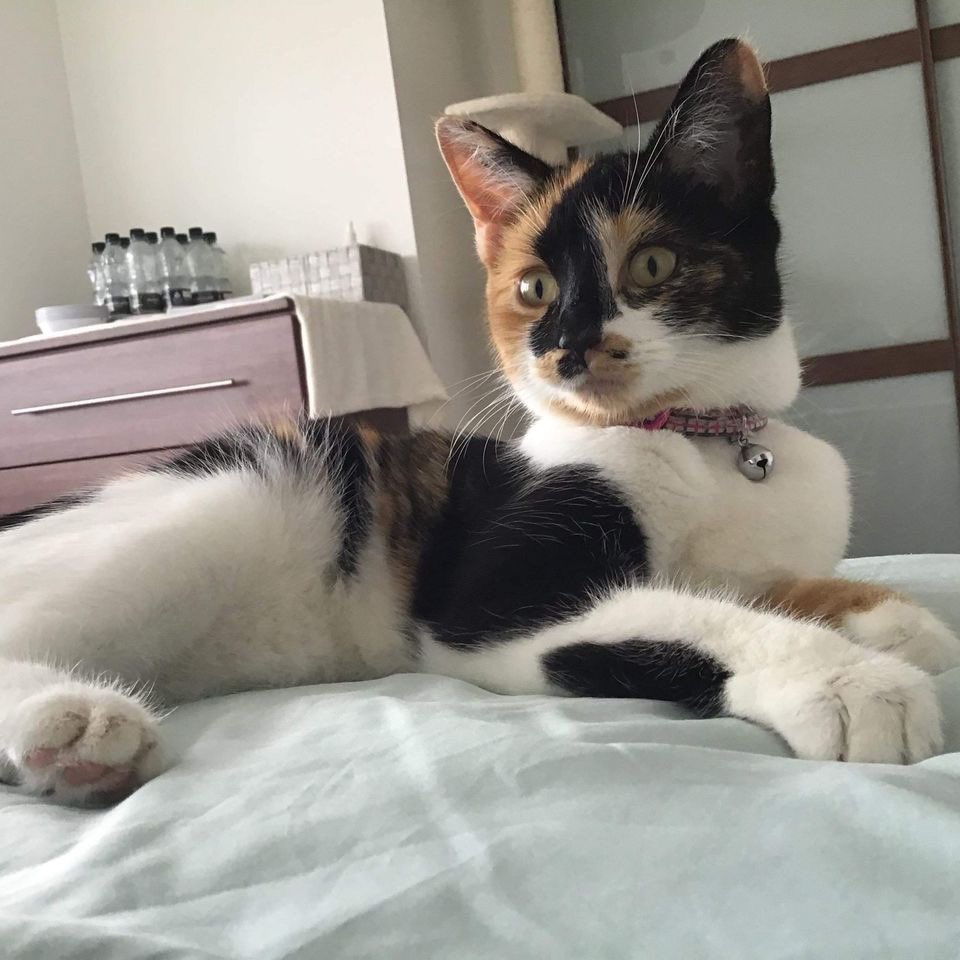 thecatvet's tweet photo. You can help stop what happened to beautiful little Izzy happening to other cats https://t.co/UnJqA2oEJI
#petitions #cats #cat #catwelfare #CatsOfTwitter #catjustice #catlife #catlove #catslover #catlovers #catloversclub #catslost #thinklikeacat #cosycats #rescuecat #rescuecats https://t.co/2YlvejLTTx