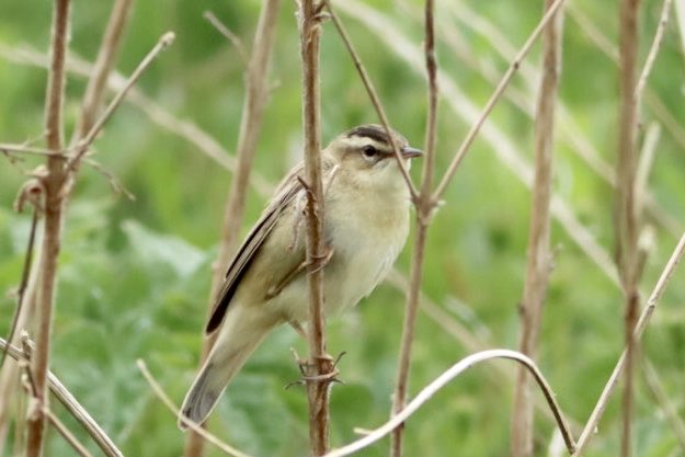 Sedge Warbler male and female
