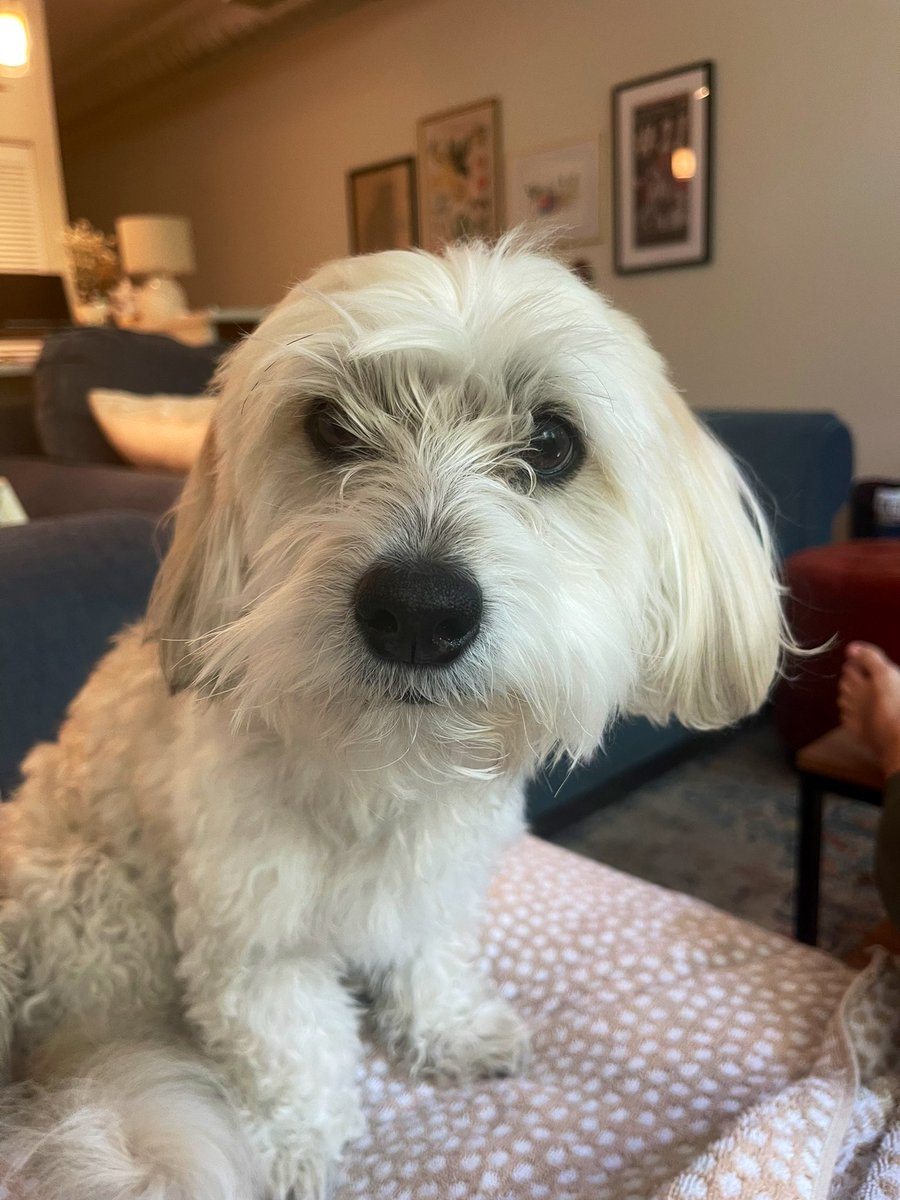 kendallwilson's tweet photo. @_davidbailey Kobe says love you Jax and sending good vibes your way! Ruff ruff 💞💞 https://t.co/3Hlqde3bg4