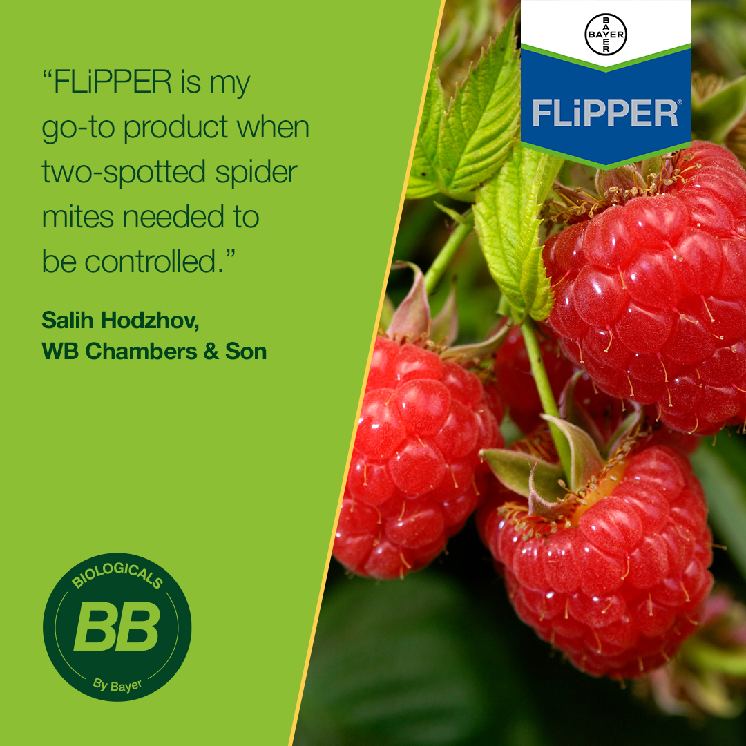 Bayer4CropsUK's tweet photo. Since 1952 @wb_chambers &amp; Sons have focused on the highest quality #berry, #currant and stone #fruit production🍓

It's a progressive business &amp; we're delighted that our bioinsecticide is a product of choice - here's what Salhi Hodzhov has to say 👇 

https://t.co/VhCNDv2IJ0 https://t.co/YOuOQ35SHD
