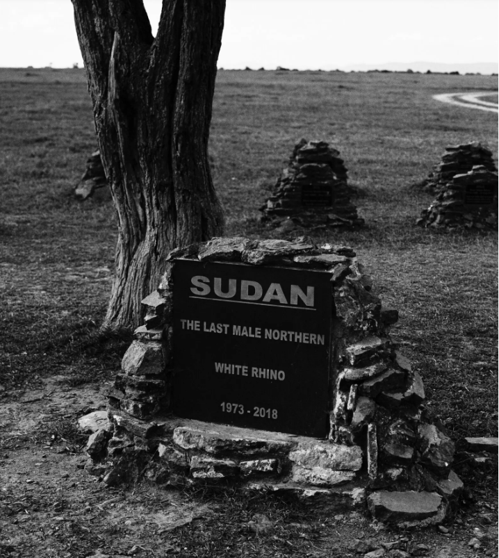 TalkDeathDaily's tweet photo. On Mar 19, 2018, the last male northern white rhino died. Witnesses watched the caretakers scratching Sudan’s skin, murmuring apologies &amp; promises, saying goodbye, as they might to a patriarch of their own species. After Sudan was euthanized, his caretakers cried for his loss. https://t.co/FxXgaLTcxC