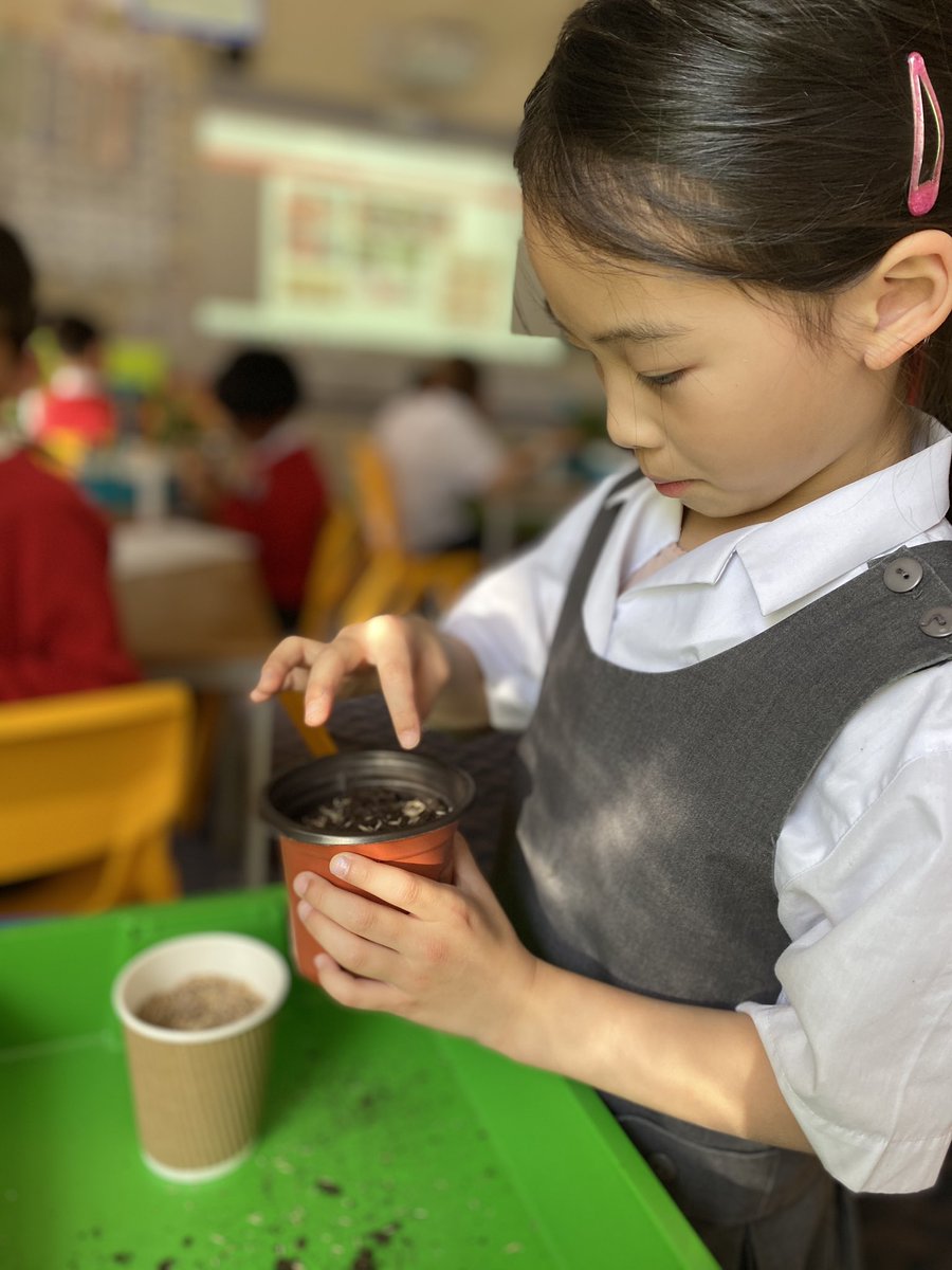 NottsHighIJS's tweet photo. 2W sowed some grass seeds last week to make some flowerpot people whilst learning about germination. Look how they have grown! They will need a haircut soon! #somuchmore #investigatingScience https://t.co/VvgEvETuQb