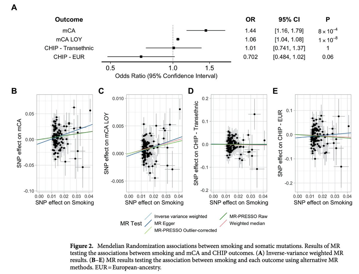 Our study led by <a href="/MGLevin/">Michael Levin</a> <a href="/PennCardiology/">Penn Cardiology</a> &amp; <a href="/NakaoTetsushi/">Tetsushi Nakao, MD PhD</a> <a href="/broadinstitute/">Broad Institute</a> uses Mendelian randomization to show how tobacco smoking differentially influences the fitness of different mutations linked to clonal hematopoiesis rdcu.be/cMD2Q <a href="/SciReports/">Scientific Reports</a>