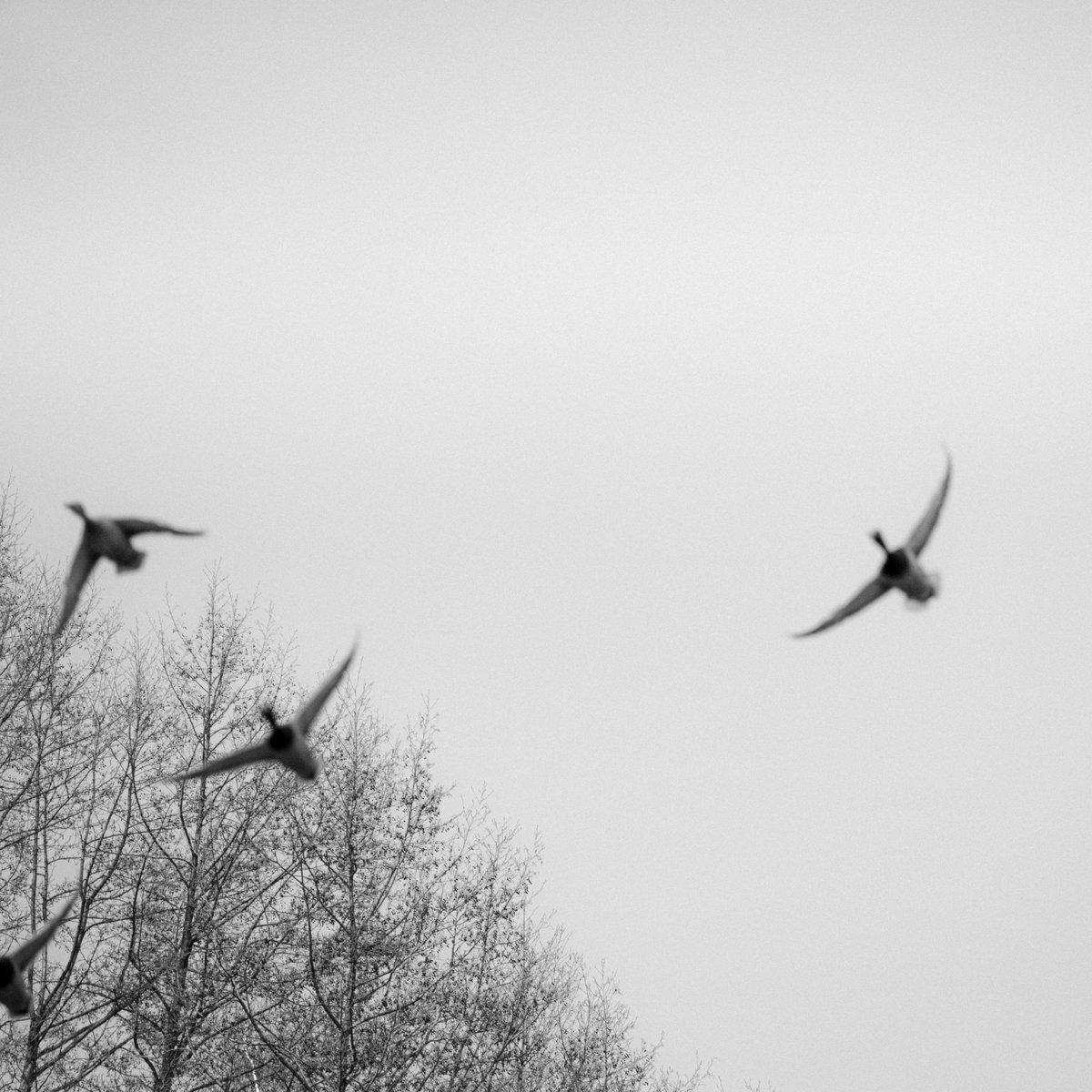 slava_haidei's tweet photo. #bnw #photography #photographer #Ducks #birds #FLY #kyiv https://t.co/Ydqj0vjTXw