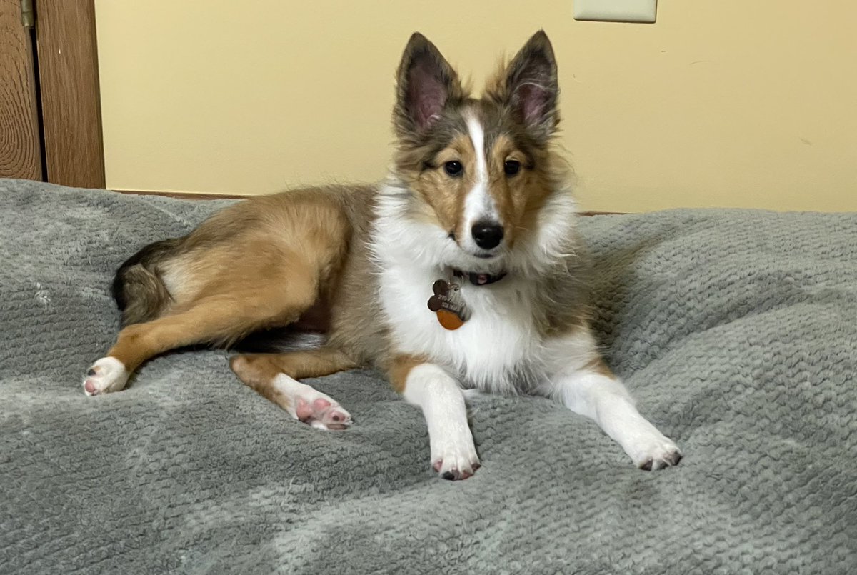 Race_Dog's tweet photo. Fellow Race Dogs- this is my pesty sister, Piper. She has already been to 3 #NHRA drag races. She’s 5 mo old, a squirt at 10# &amp; 12” tall &amp; makes me play bitey-face with her. https://t.co/Skzti2igUH