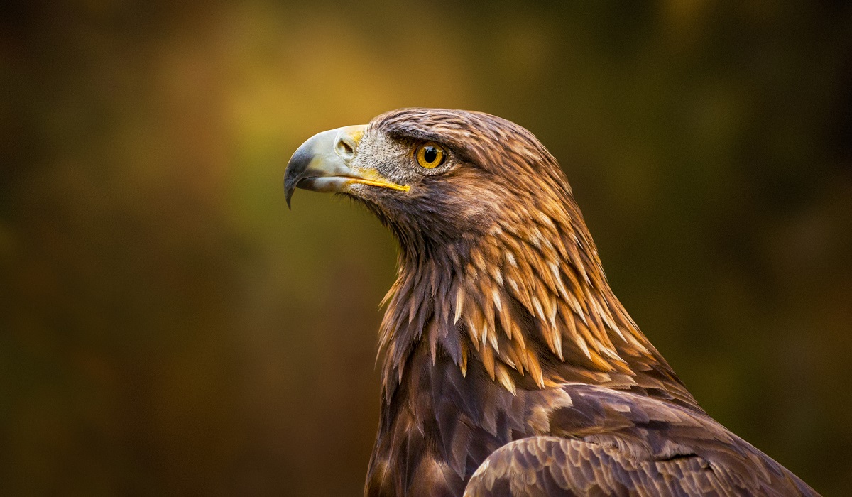 NFWFnews's tweet photo. Today we open the America the Beautiful Challenge RFP, to connect and restore the lands, waters + #wildlife upon which we all depend. Approx. $85 million in grant funding is available for large-scale, locally lead #conservation projects. https://t.co/NwCPGKALQB https://t.co/liMPzQ2XEP