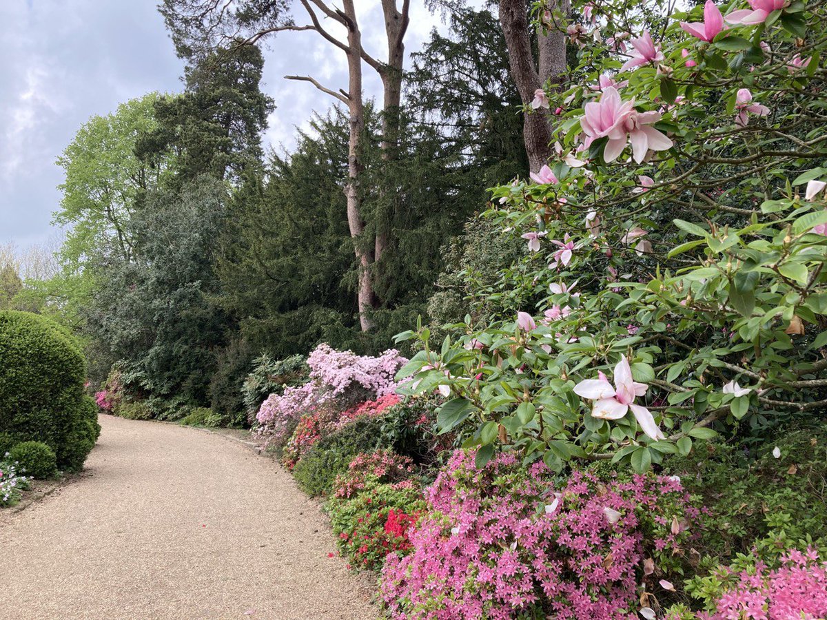 NymansNT's tweet photo. These are the brightest stars of the show with luminescent colour to brighten the dullest of days. You've got to love spring! 🥰
#springwalks #spring2022 #azaleasinbloom #wisteria #westsussexgardens #surrey #BlossomWatch
📸 Lisa Davies & Emma Stratton https://t.co/4EiM8lzyeE