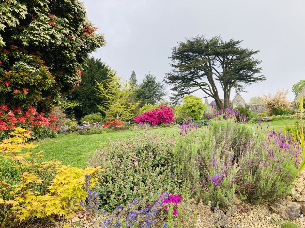 NymansNT's tweet photo. These are the brightest stars of the show with luminescent colour to brighten the dullest of days. You've got to love spring! 🥰
#springwalks #spring2022 #azaleasinbloom #wisteria #westsussexgardens #surrey #BlossomWatch
📸 Lisa Davies & Emma Stratton https://t.co/4EiM8lzyeE