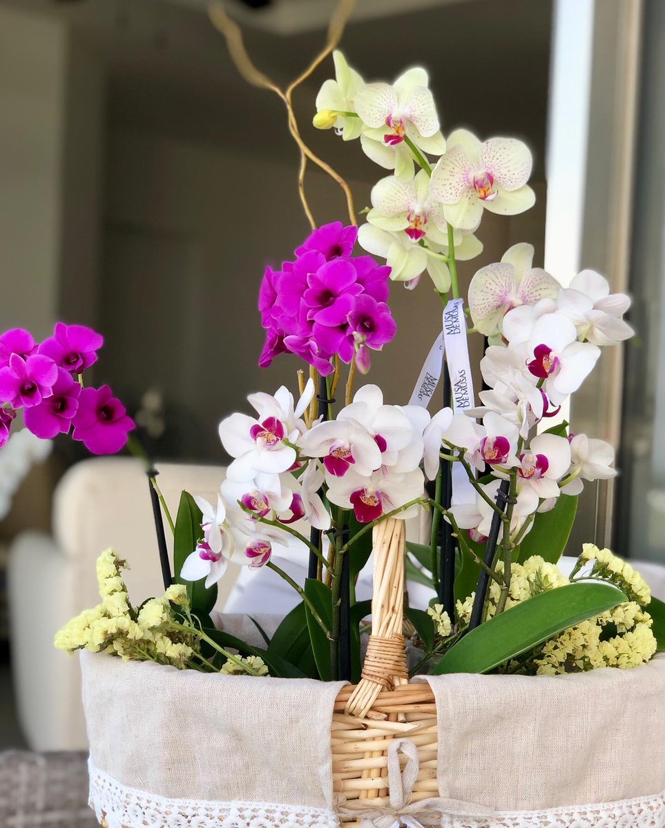 OrquideasMusa's tweet photo. 🌷🍃🌸🍃🌼
Arreglo disponible en @musademusas
🍃3 hermosas orquídeas, en bella canasta con pañuelo de lino y encaje 🍃
Medidas 50 cm x 70 cm
#musademusas #orquídeas #orchid #arreglosdeorquídeas #decoracionfloral #celebración #regalosflorales #flowers #10demayo #canastaconflores https://t.co/gxdooiBswP