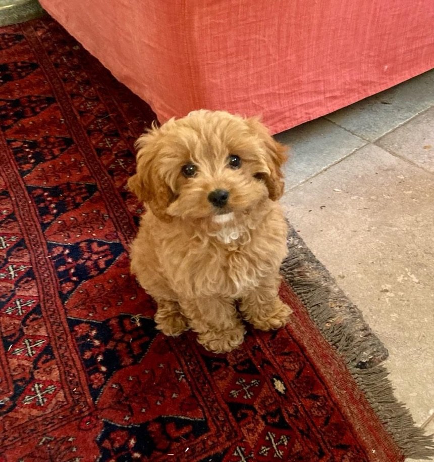 Sandelsonjo's tweet photo. @LaylaMoran Sorry to hear you're down with the dreaded lurgy - here's our furry friend Nutmeg to cheer you up. Get better soon x https://t.co/QI3me6bJMt