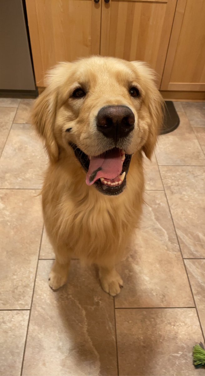 Hank was very excited to hear he’d be making his Twitter debut this morning!!