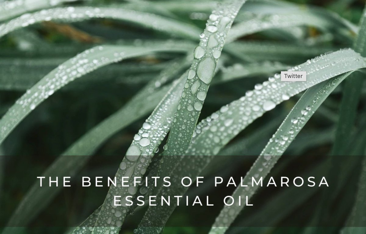 SCENTERED tweet media