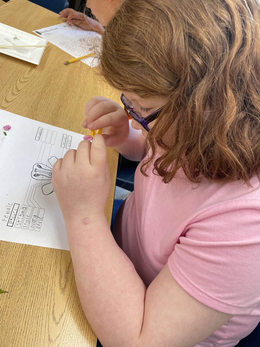 Thank you to Calyn Colston with <a href="/Calloway4H/">Calloway County 4-H</a> for presenting a flower dissection lesson to our class today. #MurraySchools