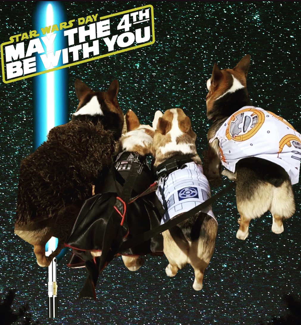 llugo67's tweet photo. From San Marcos, wishing you all a Happy Star Wars Day, May the 4th be with you!  ~Bandit, Pecas, Azul, and Rattler #corgisofinstagram #corgination #corgi #maythe4thbewithyou #centraltexascorgis #corgilove #corgibutts #corgicommunity #corgiaddict #corgiplanet  #corgilife https://t.co/RIcH9TsnL5