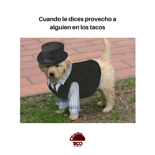 TacoCerca's tweet photo. Ohhhh qué elegancia la de francia!!
#Tacolover #TacoCerca https://t.co/dE5GBLcGkY