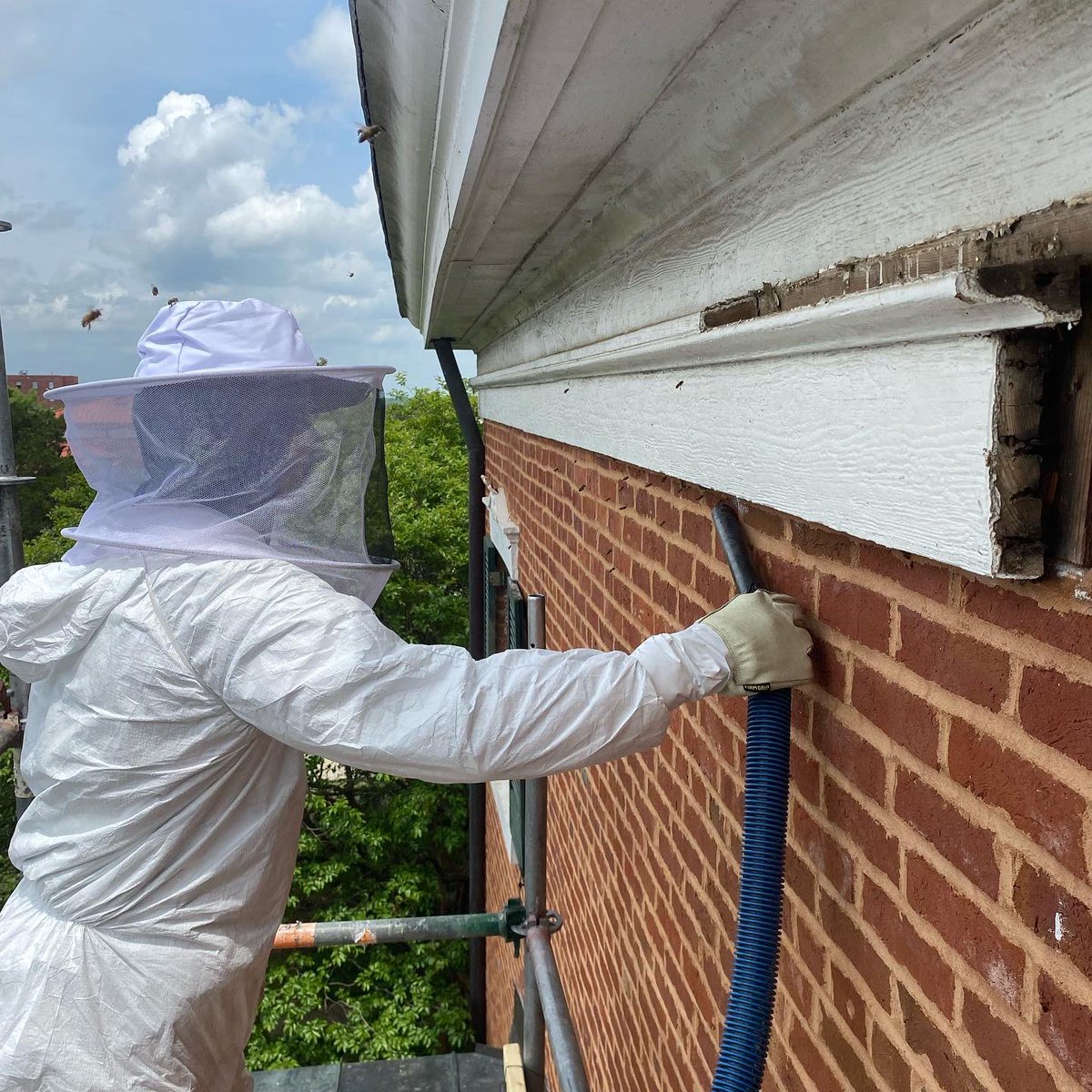 SouthernStudies's tweet photo. What is a bee’s favorite novel? The Great Gats-bee! The estimated 6,000 bees in Barnard Observatory are carefully being removed. #BeeInBarnard 🐝 #BeInBarnard https://t.co/0wRmj0sjDB