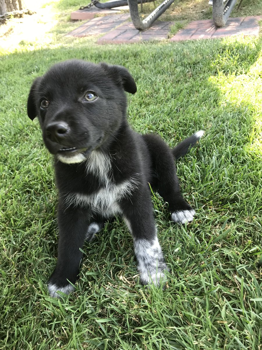 ChristianWynd's tweet photo. My tiny puppy is 3 today 🥺 https://t.co/AOExaKsM9R