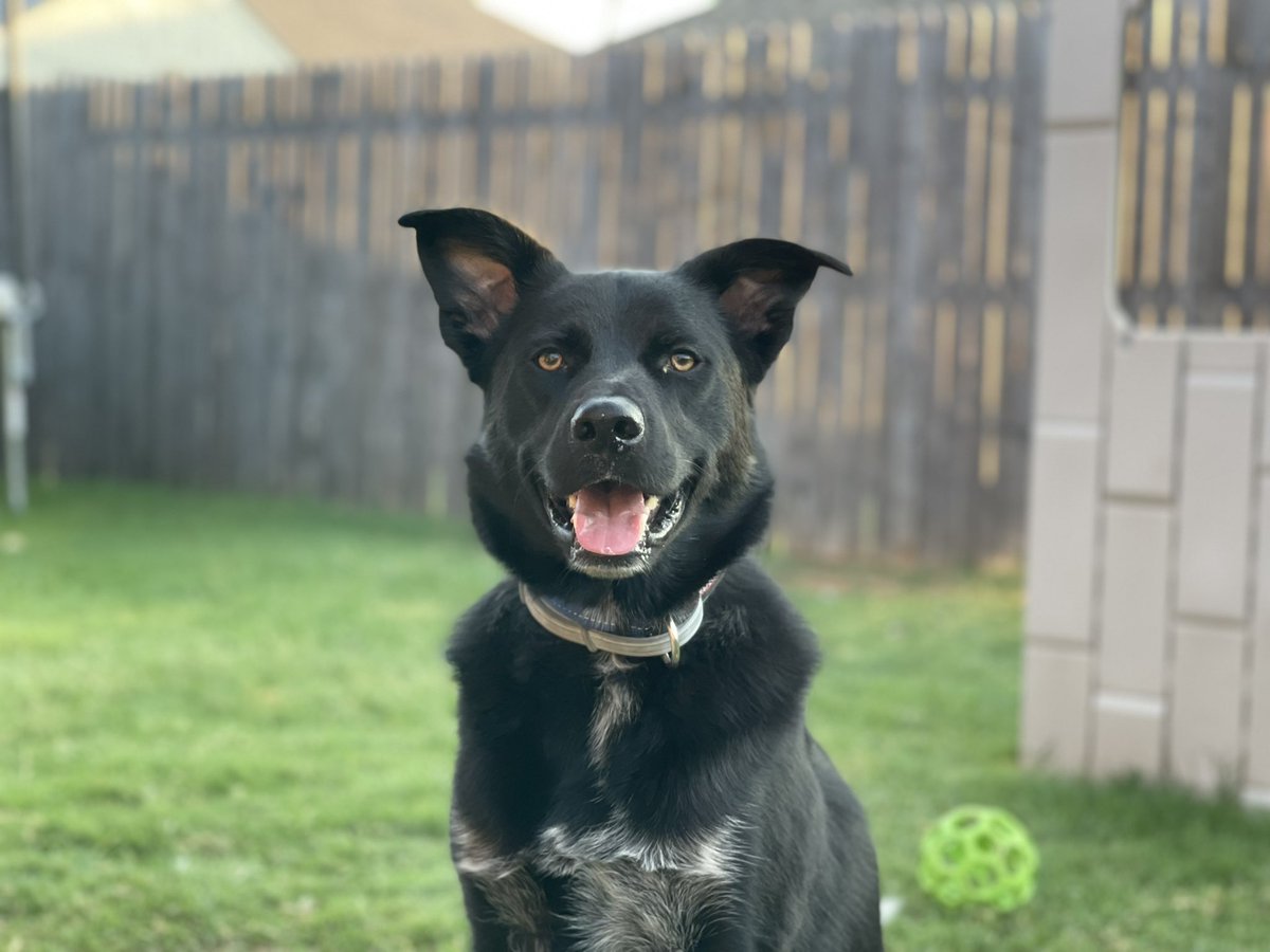 ChristianWynd's tweet photo. My tiny puppy is 3 today 🥺 https://t.co/AOExaKsM9R