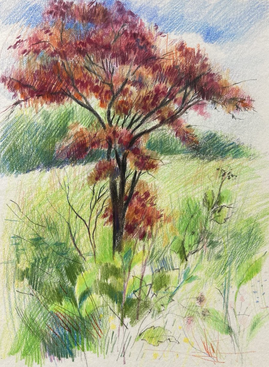 It’s wet today here, but still bright! #staffordshiremoorlands ⁦@derwentart⁩ coloured pencils … so useful for a quick sketch