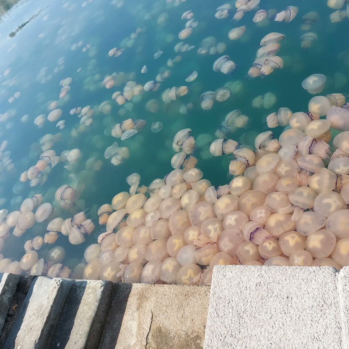 corrado65's tweet photo. Rave party delle meduse sotto al molo Audace di Trieste. Mai viste tante così https://t.co/8eABS5ipIU