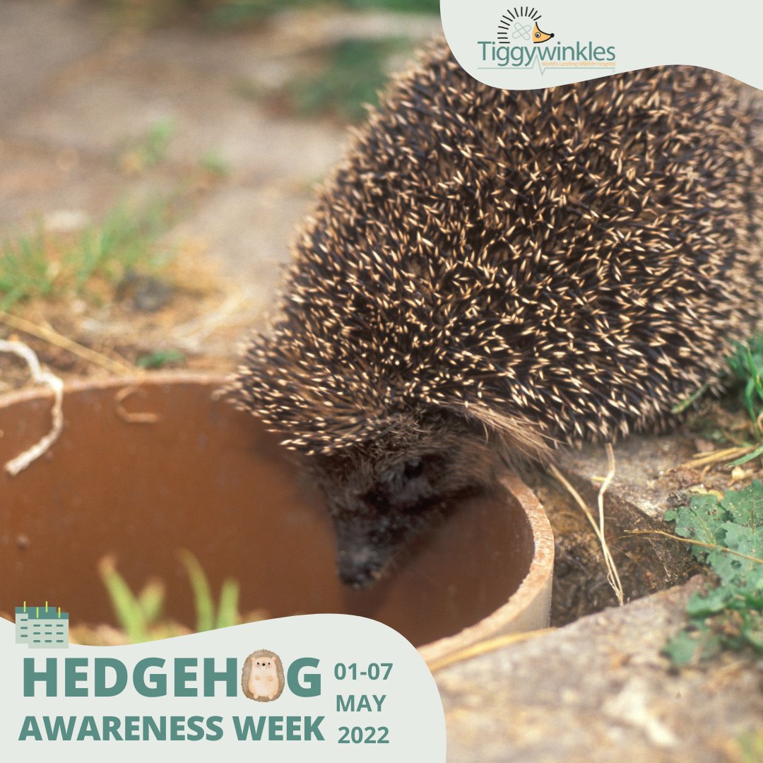 Another day of National Hedgehog Awareness Week &amp; we'd like to share some of the more common injuries we see; being caught by strimmer’s, falling down drains &amp; getting caught in netting. Please remember to check for Hedgehogs when gardening &amp; don’t leave drains uncovered.