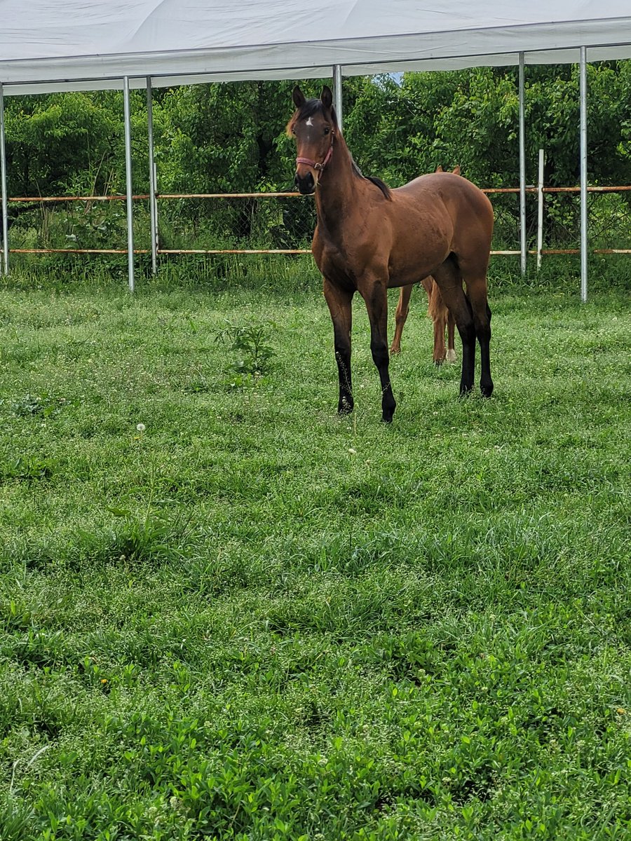 Fiyat artmadan karar verme zamanı.