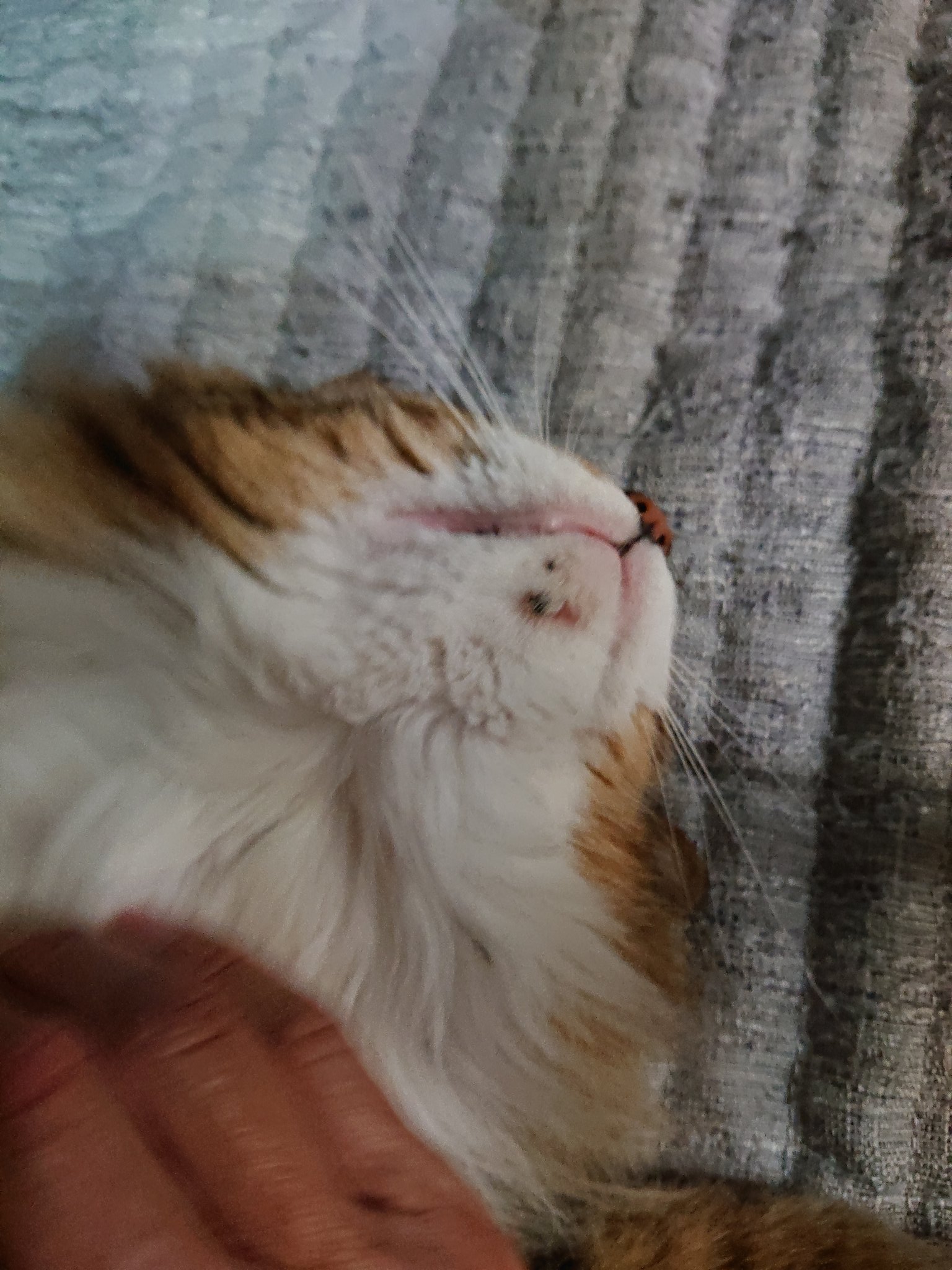 猫のかさぶた Twitter Search Twitter