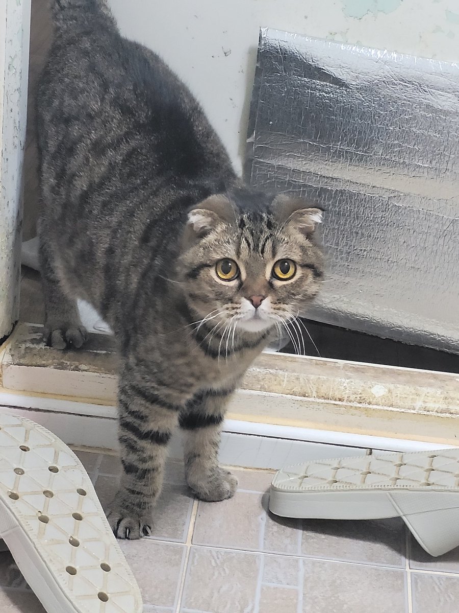 화장실만 들어가면 뭐하는지 궁금해하는 고영