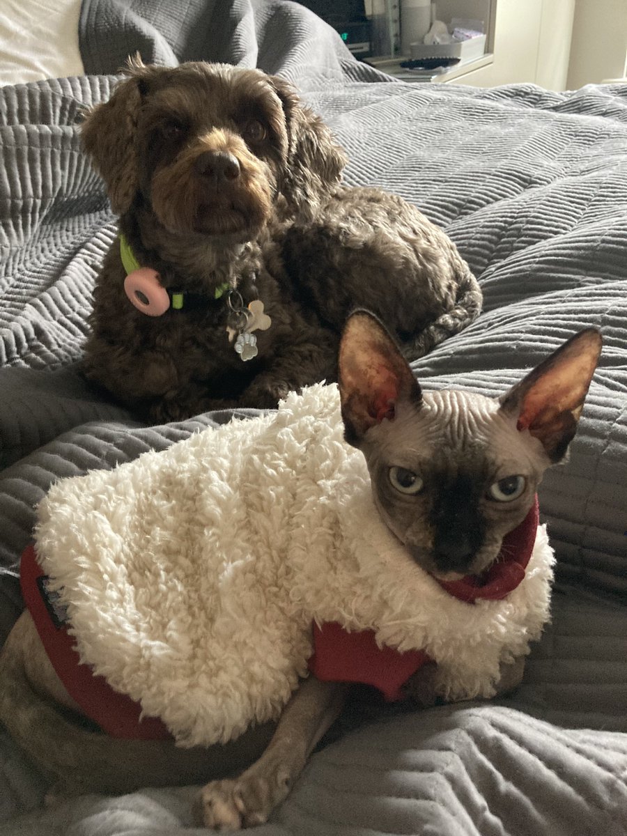 TherapyLexi's tweet photo. Me and @nakednel had a lie in this morning.  Loverly 💕 #sisters #SphynxCat #therapydogs https://t.co/ISrtvdyycE