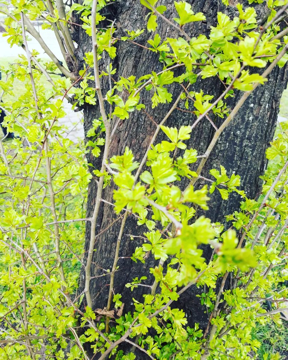 A few weeks ago, for our Food & Climate Action programme with @GCFNetwork , we went foraging in Glasgow Green. It was a lovely afternoon. Thanks to our guide Catriona and everyone who came along. If you'd like to come to future workshops keep an eye on our programme (link in bio)