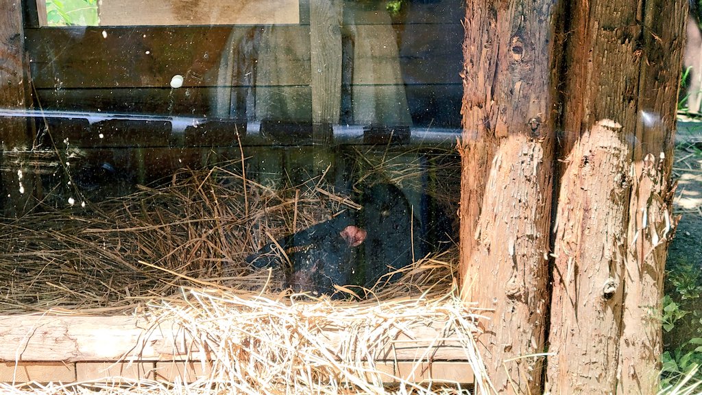 動物園満喫😊この動物園はお初ではありませんが、生きてるヘラクレスオオカブトを見たのは初めてだったので感動☆*。ダレたコアラや暑さにはぁーはぁーしてるユキヒョウは可愛かったですwお目当てのタスマニアンデビルは爆睡でしたw今度は起きてる時に会いたいです❁⃘*.゜ 