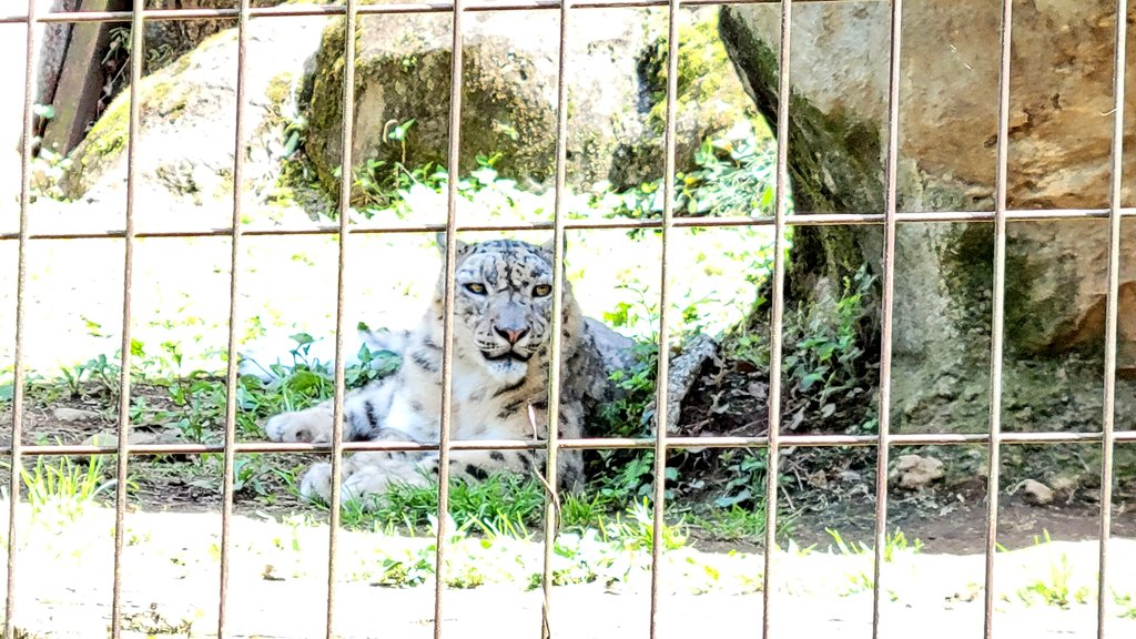 動物園満喫😊この動物園はお初ではありませんが、生きてるヘラクレスオオカブトを見たのは初めてだったので感動☆*。ダレたコアラや暑さにはぁーはぁーしてるユキヒョウは可愛かったですwお目当てのタスマニアンデビルは爆睡でしたw今度は起きてる時に会いたいです❁⃘*.゜ 