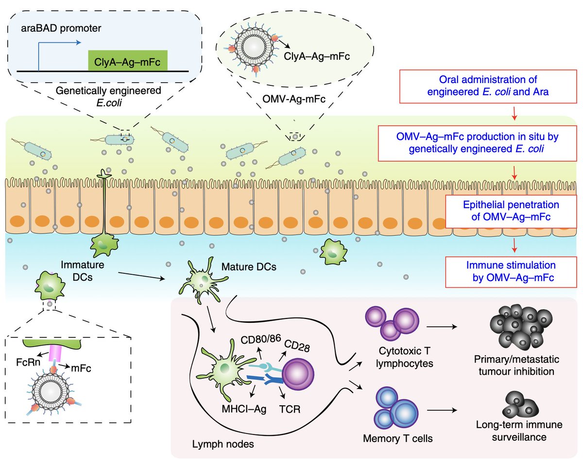 Tumour vaccines consisting of outer membrane vesicles bearing a specific tumour antigen and produced in the intestine by ingested genetically engineered bacteria generate long-term antitumour immunity in mice.

rdcu.be/cMAse