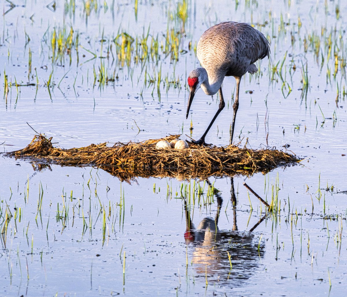 mnaussie2's tweet image. Counting the Days

Female Sandhill Cranes  lay 1-3 eggs. The incubation period is 28-30 days so hopefully I&apos;ll be able to spot the young chicks when they are hatched from this watery nest near the Dalbo,MN WMA. #Nikon #springproduce #hopetheyfloat