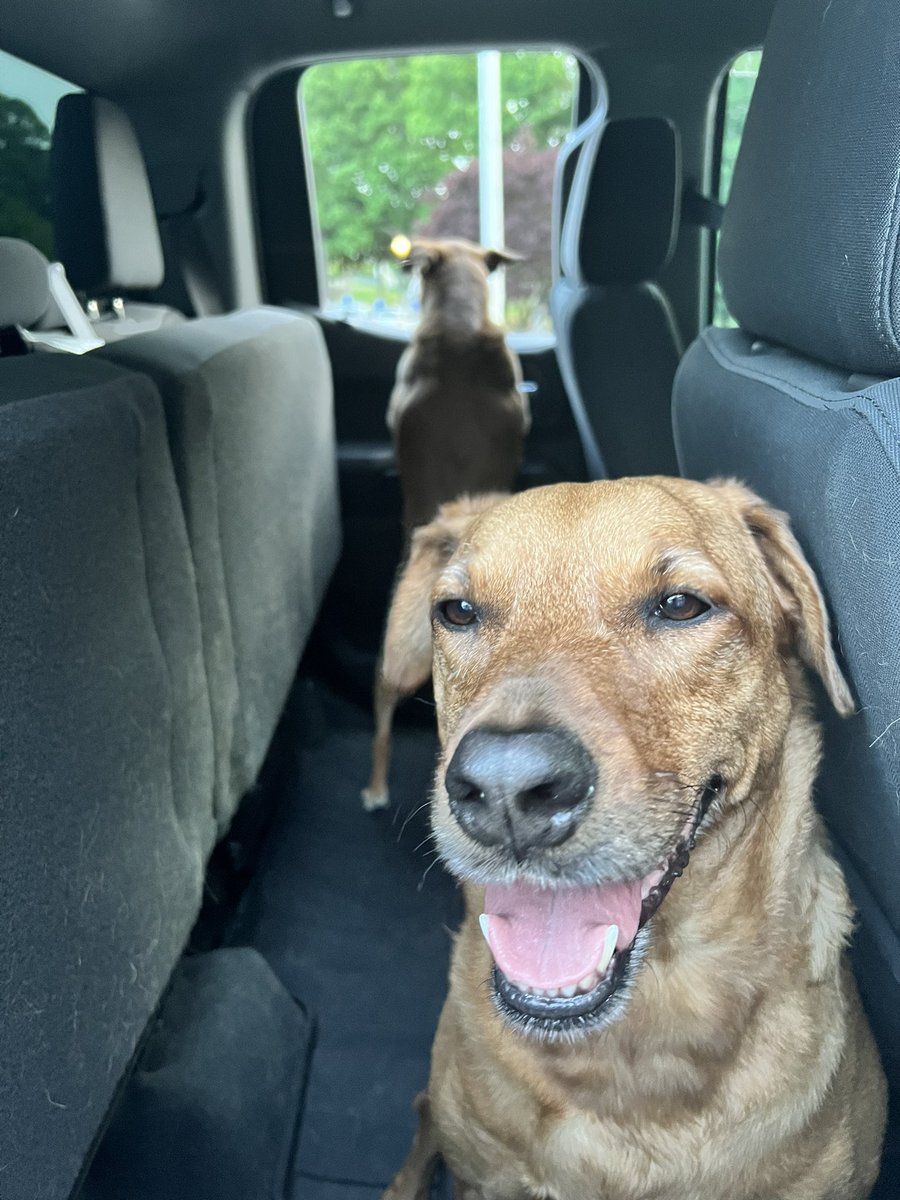 mrsgstearns's tweet photo. We have heard there are dog treats handed out in carpool. π Whereβs the lady?? @WakeGirlsLead #toddandmargo https://t.co/wCZzKBHMFV